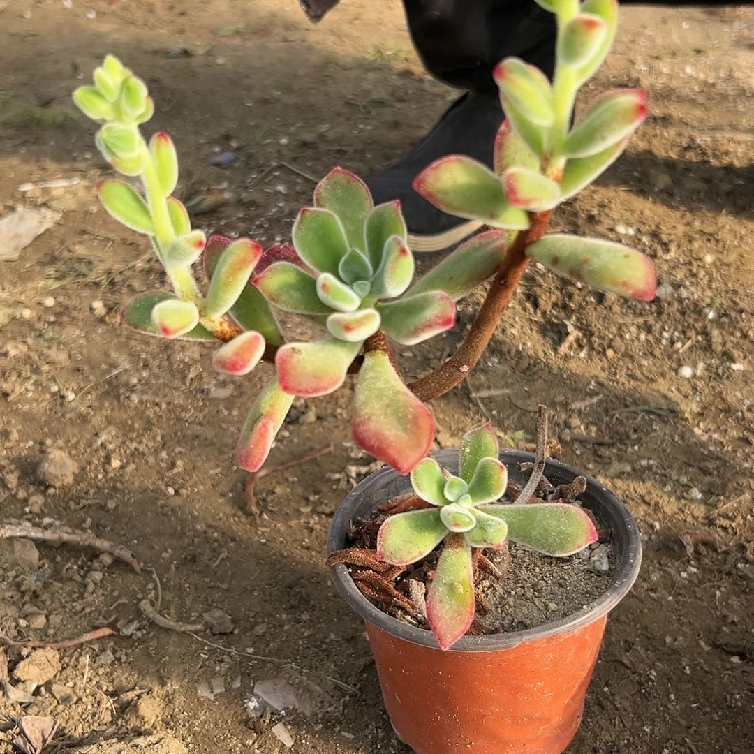 多肉植物多肉植物