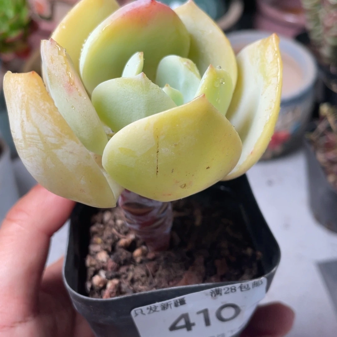 菲儿6cm盆0414-410