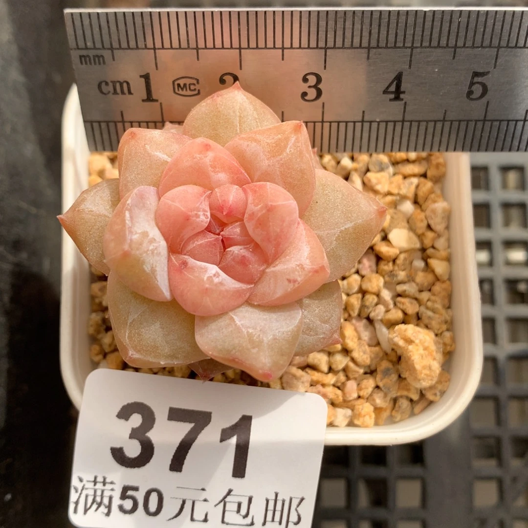 271。粉钻。珍妮糖心。