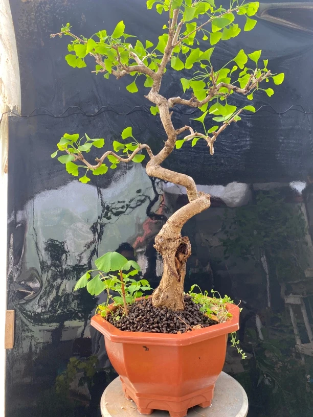 盆景盆栽花卉绿植