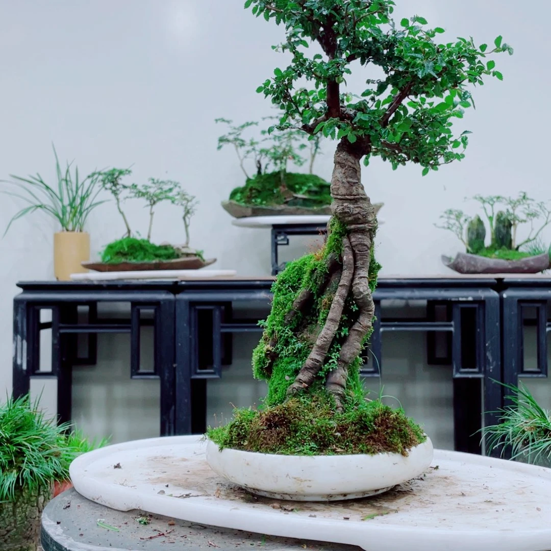 M***6铁线蕨铁线蕨是一种植物的根