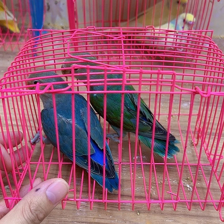 虎皮鹦鹉蓝银绿银两只全品220