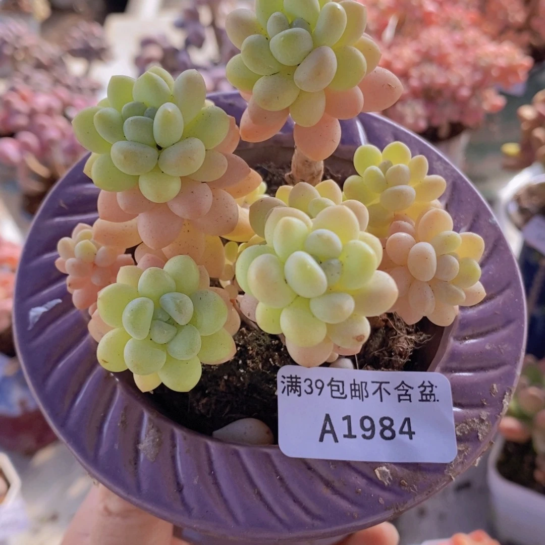 洛可可8cm1984多肉酱