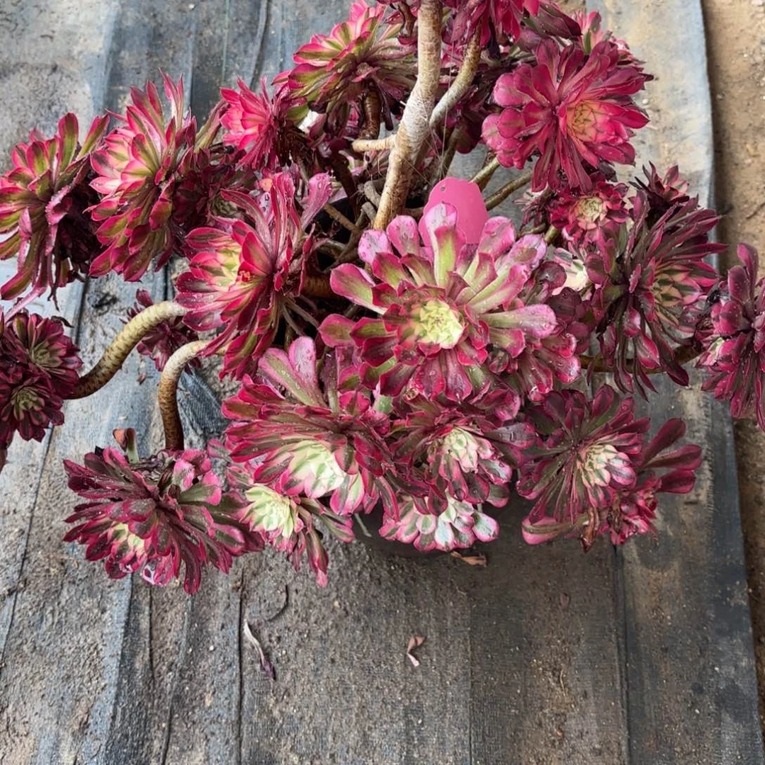 花好月又圆202511