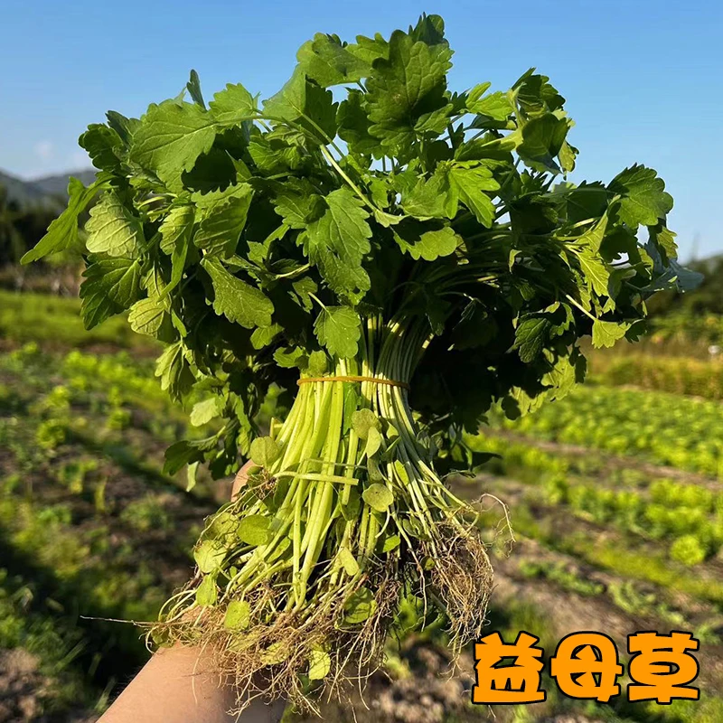 潮汕新鲜益母草/京东快递/广东省内包邮/潮汕本地农家菜益母草