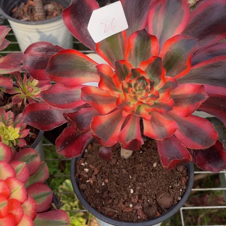 云南红魔女好看26号