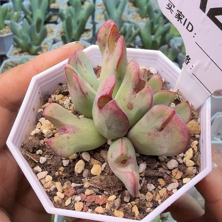 201。满38包邮肉锥