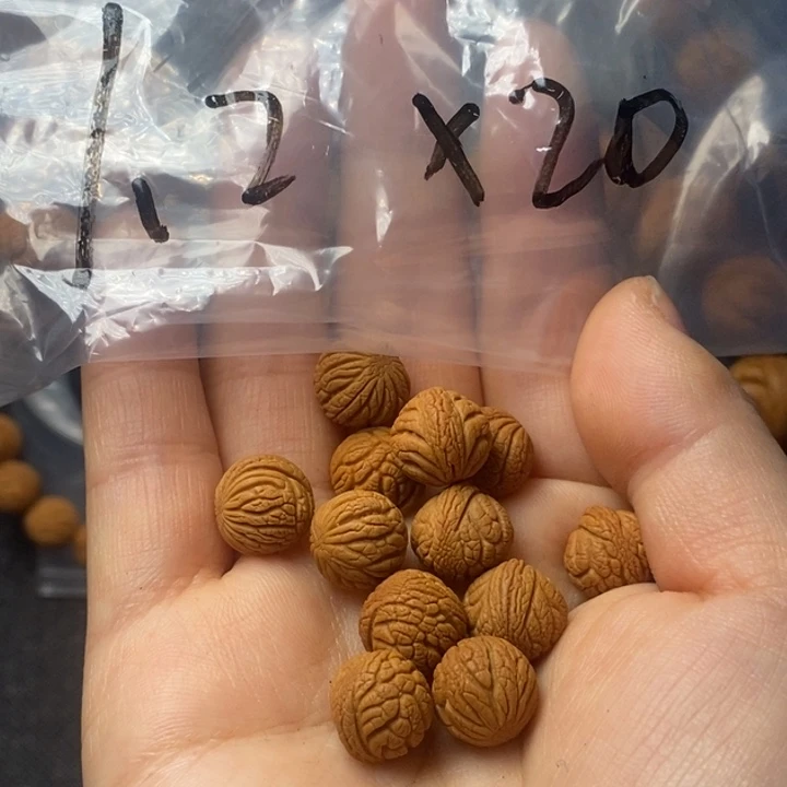 桃核吊坠秦岭山野生桃核