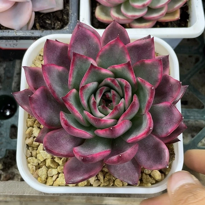 漂亮玛丽亚锦一物一拍