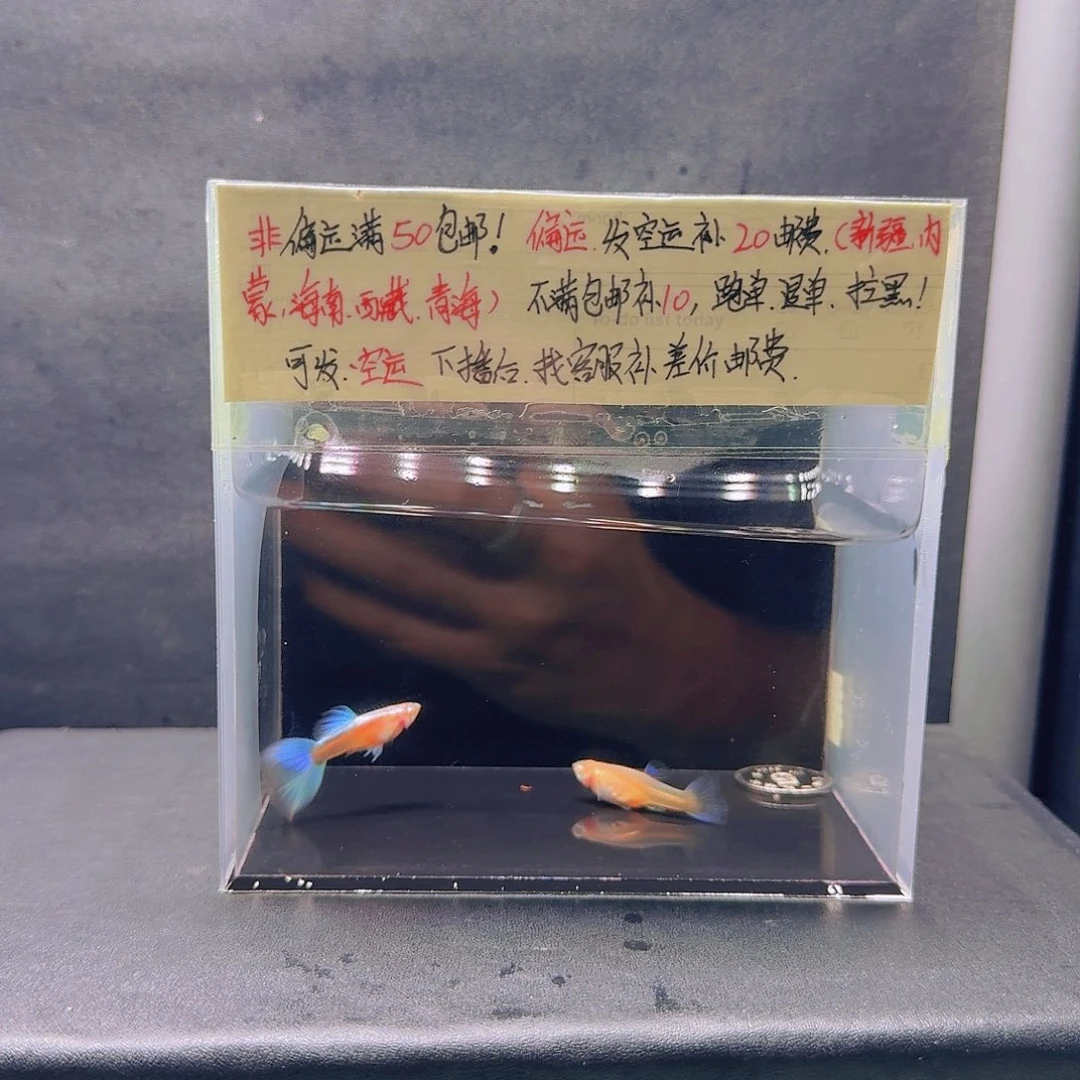 孔雀鱼蓝白飞船压成一对