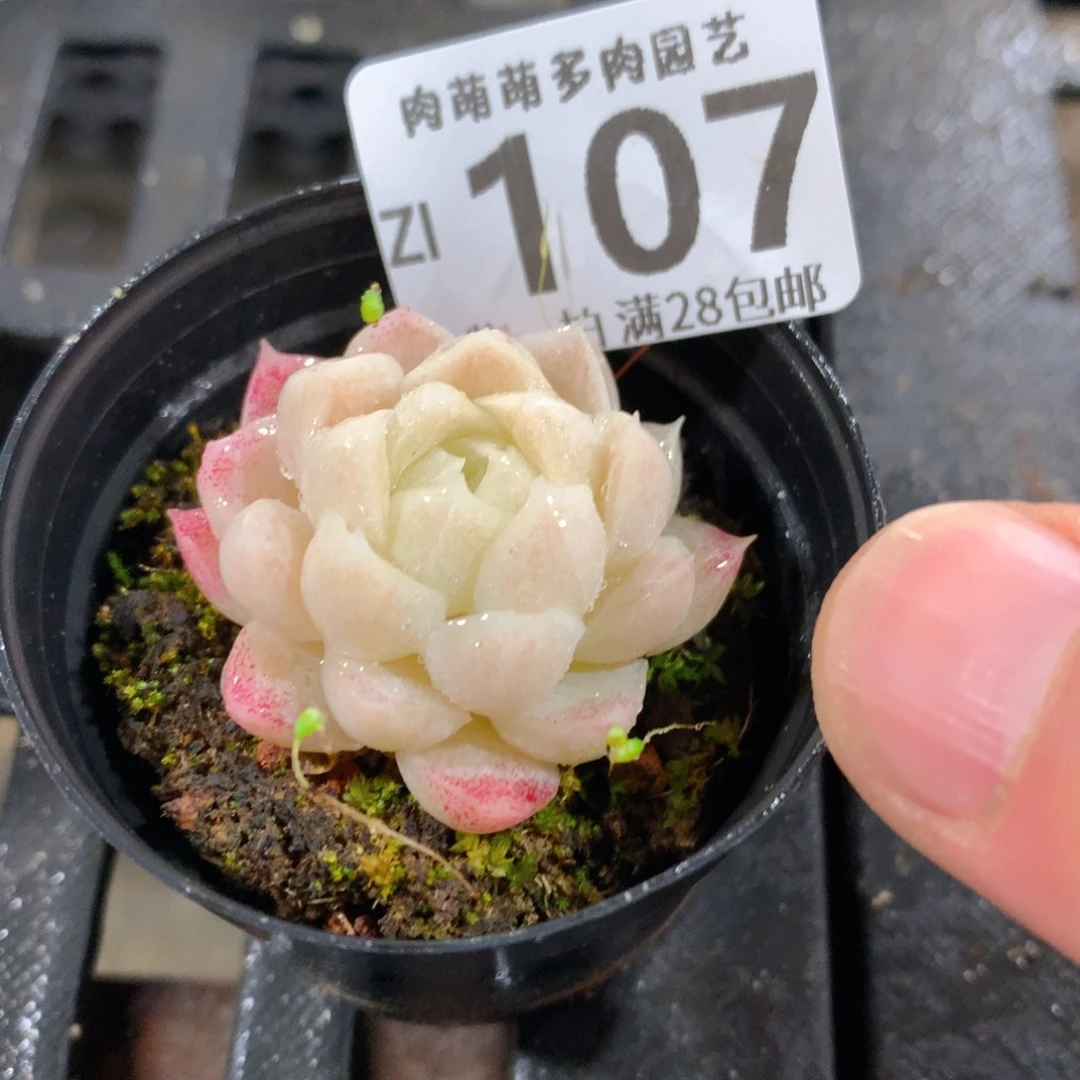 肉萌萌拇指盆精控多肉ZI107