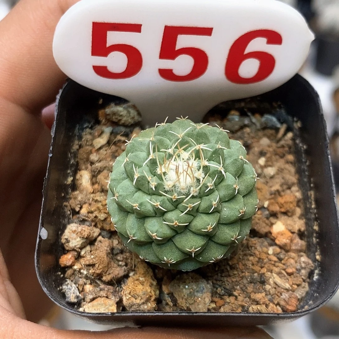 556福利特价来了哦亲