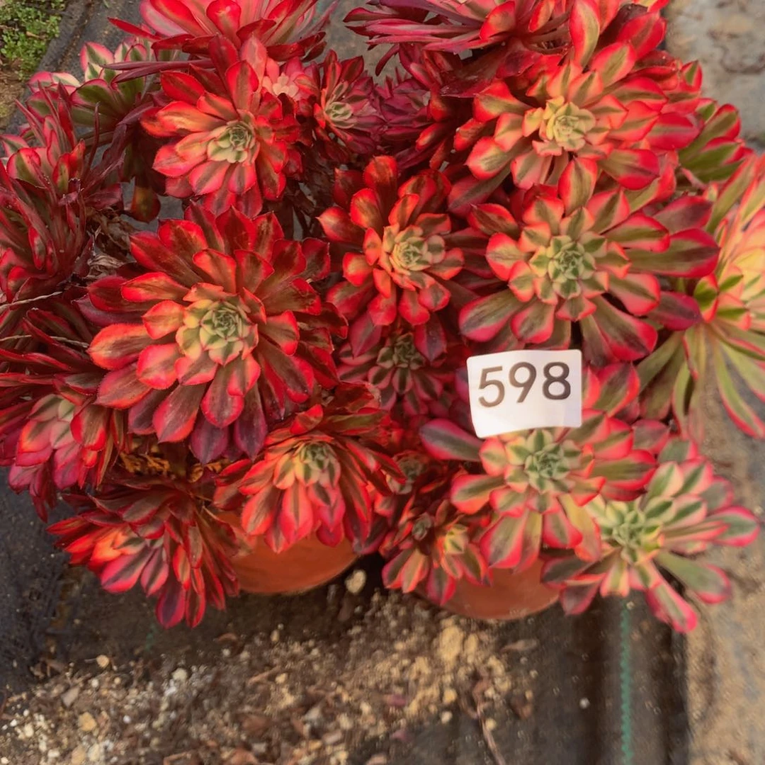 598特价组合多肉植物