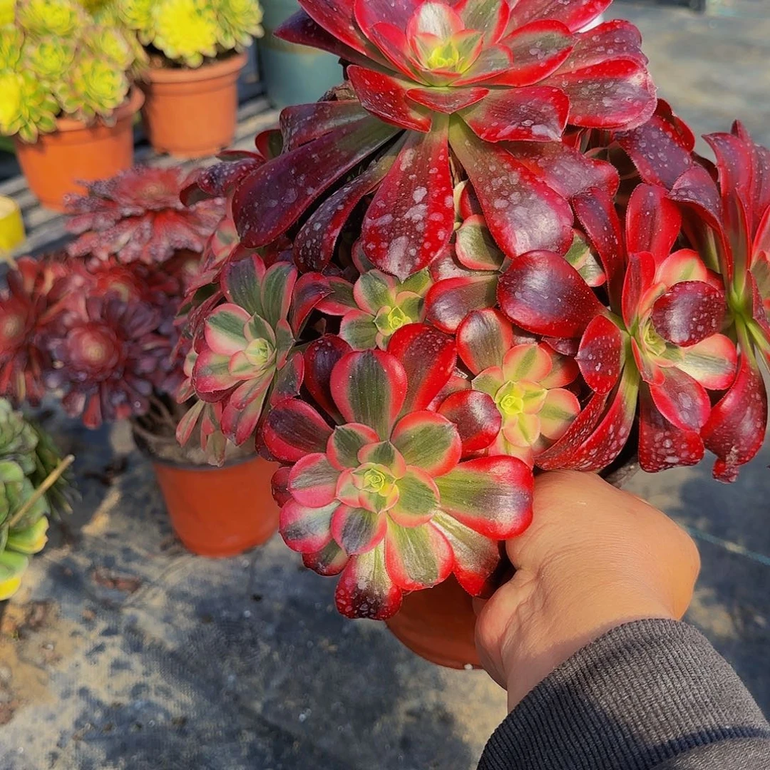 多肉植物美杜莎老庄