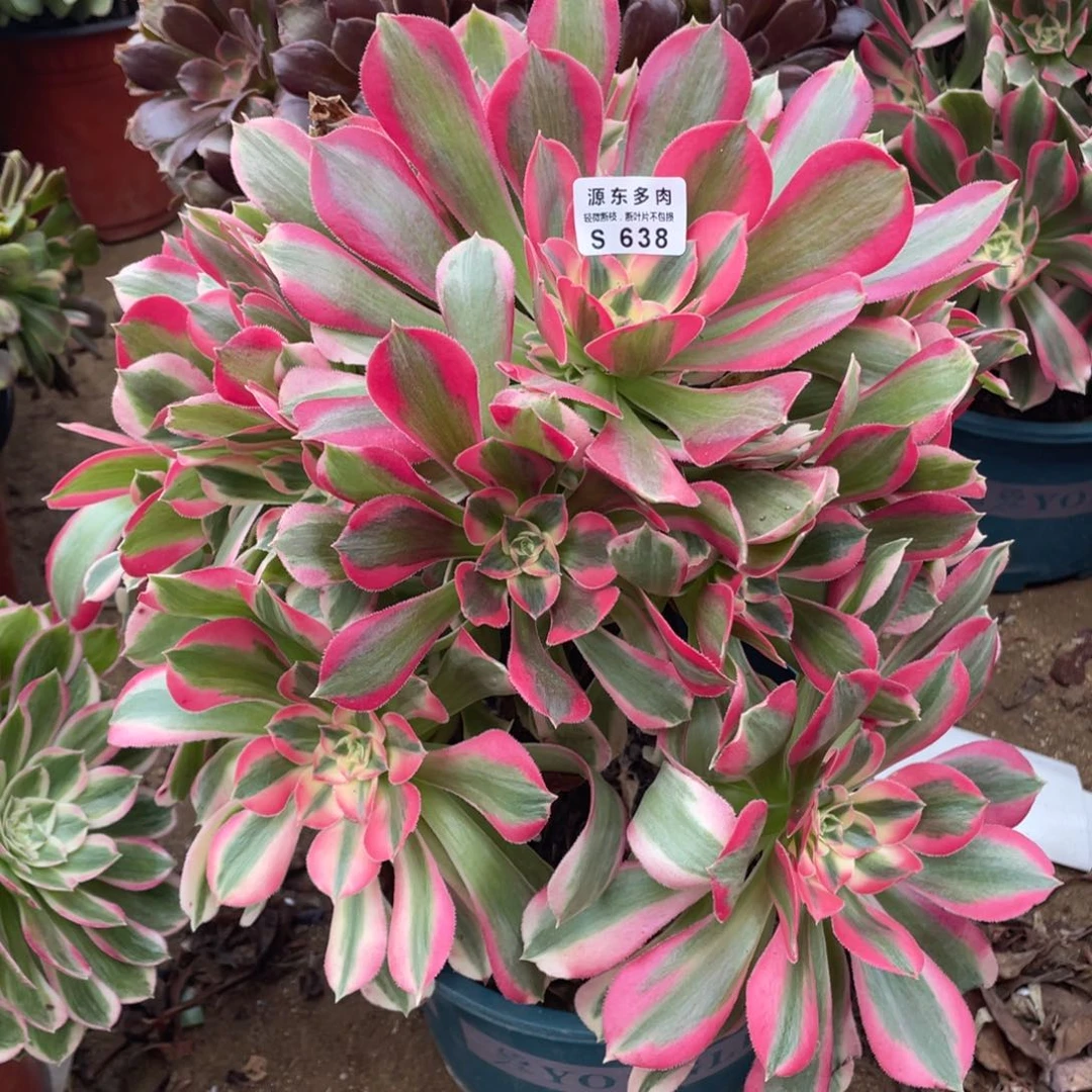 638粉女巫多肉法师断枝不包