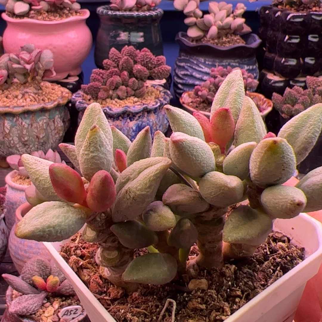 九***唯你们都是我的朋友们都