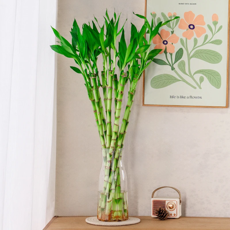 【直播专享]】50-60cm水培绿植开运竹带根带芽8枝不带瓶