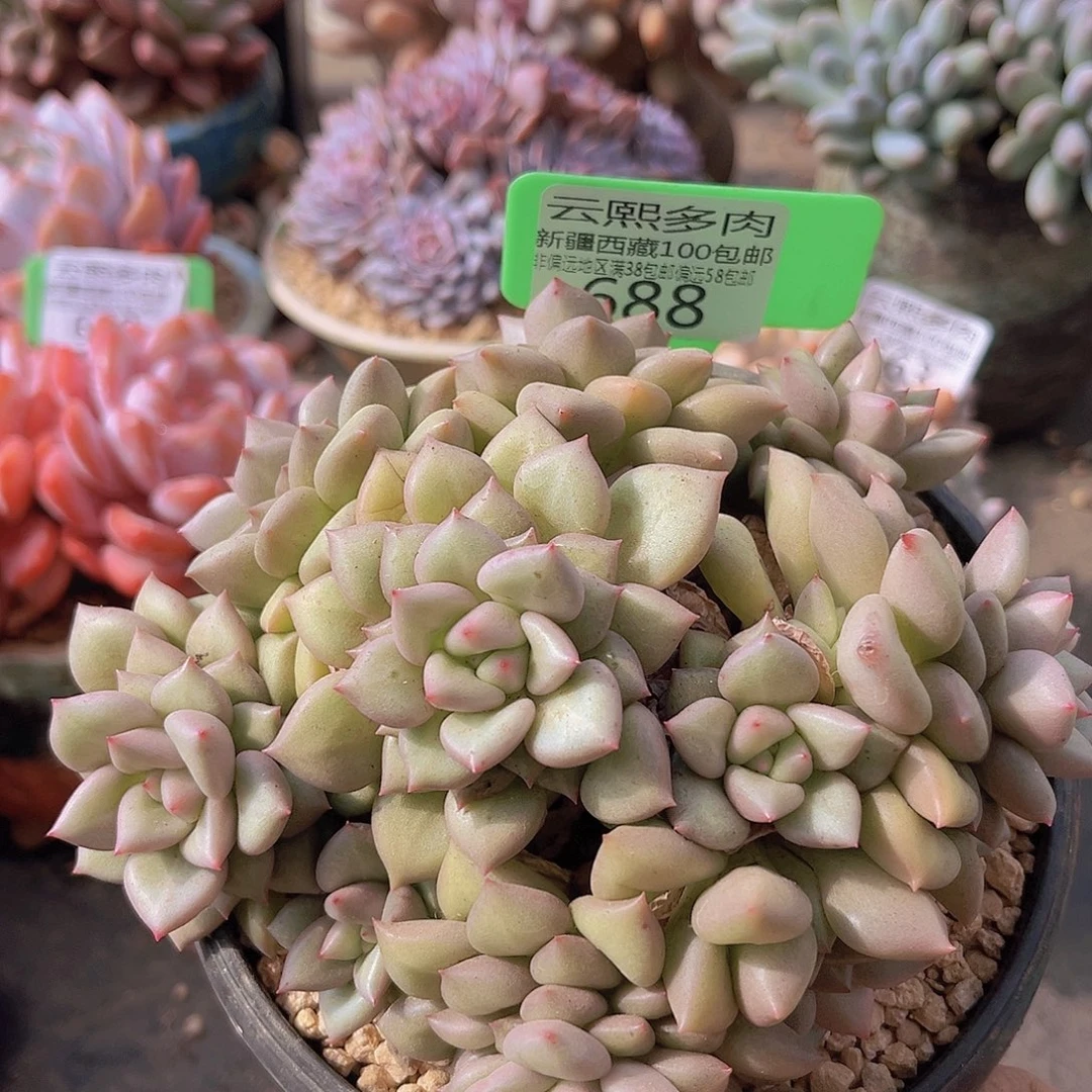 688黄金象牙多肉植物