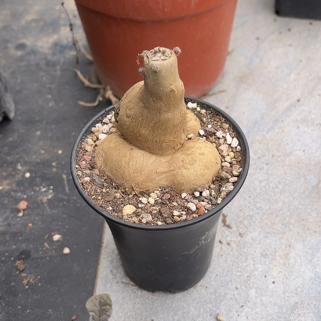 黑龙块根一物一拍下单包邮