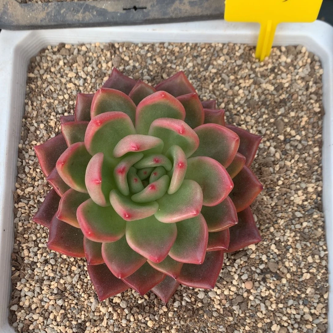 声朵香多肉福利043