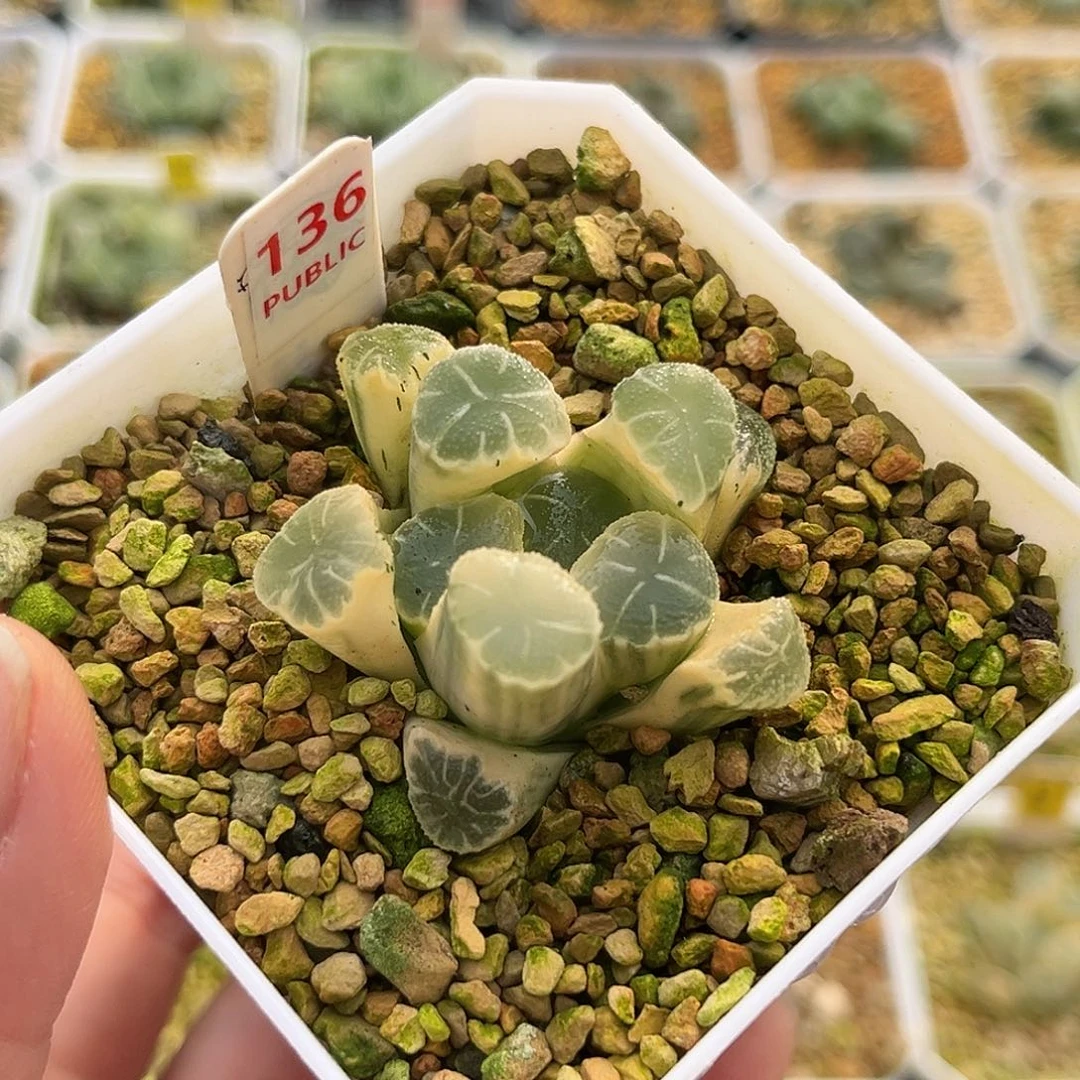 136糊斑万象锦福利福利