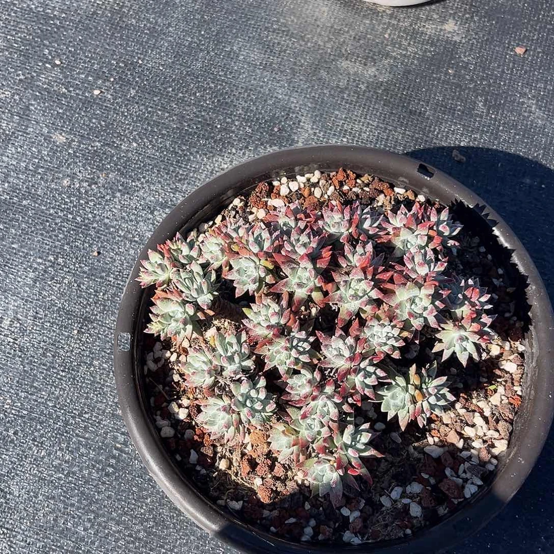 小鹿多肉一物一拍白菊杂