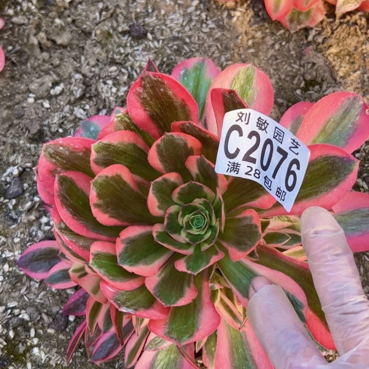 2076多肉植物法师法师