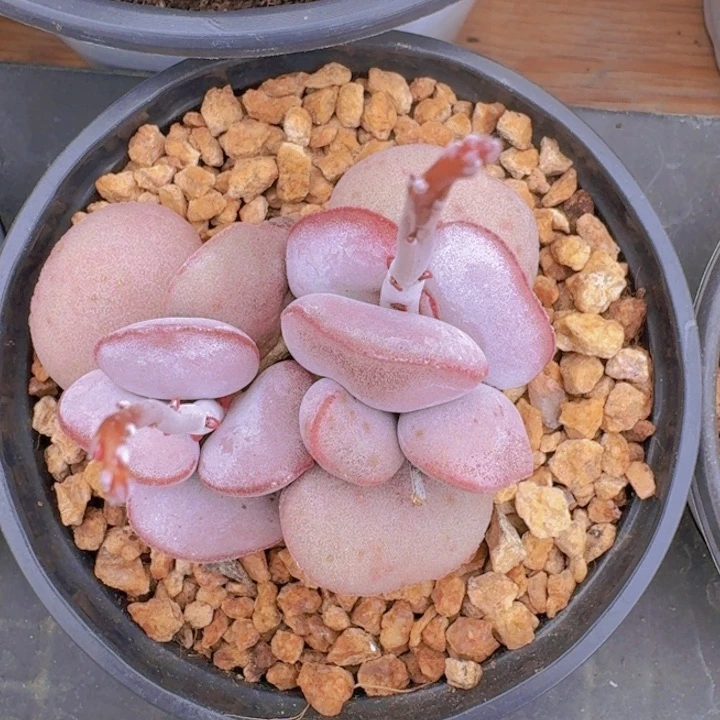 红蛋双头一物一拍