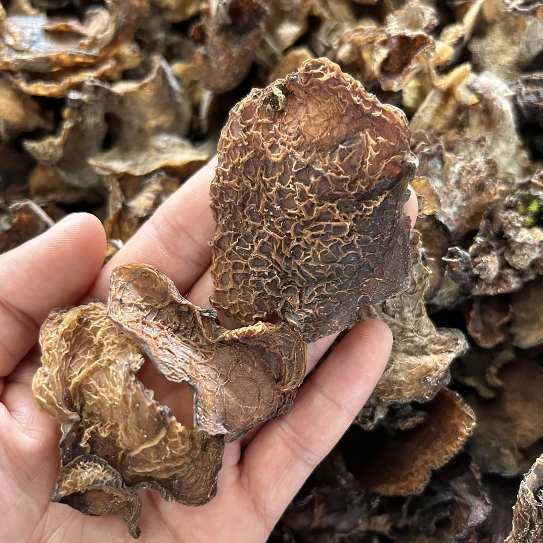 云南野生木耳秘境哀牢山纯野生羊肚木耳脆爽嫩