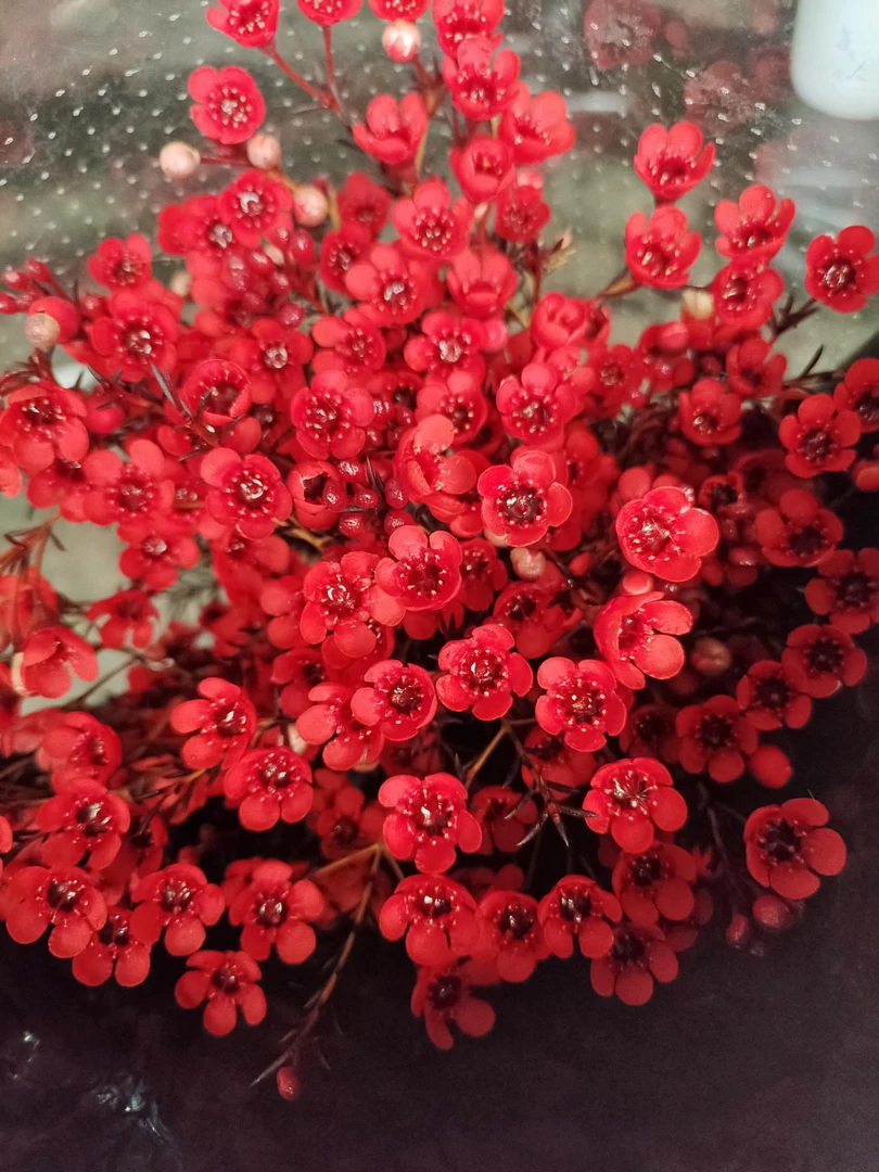 【A级大花瓣】澳洲腊梅家用插花玫瑰花云南鲜花昆明直发花卉水养花