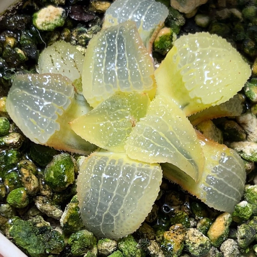 恭喜发财大吉大利759