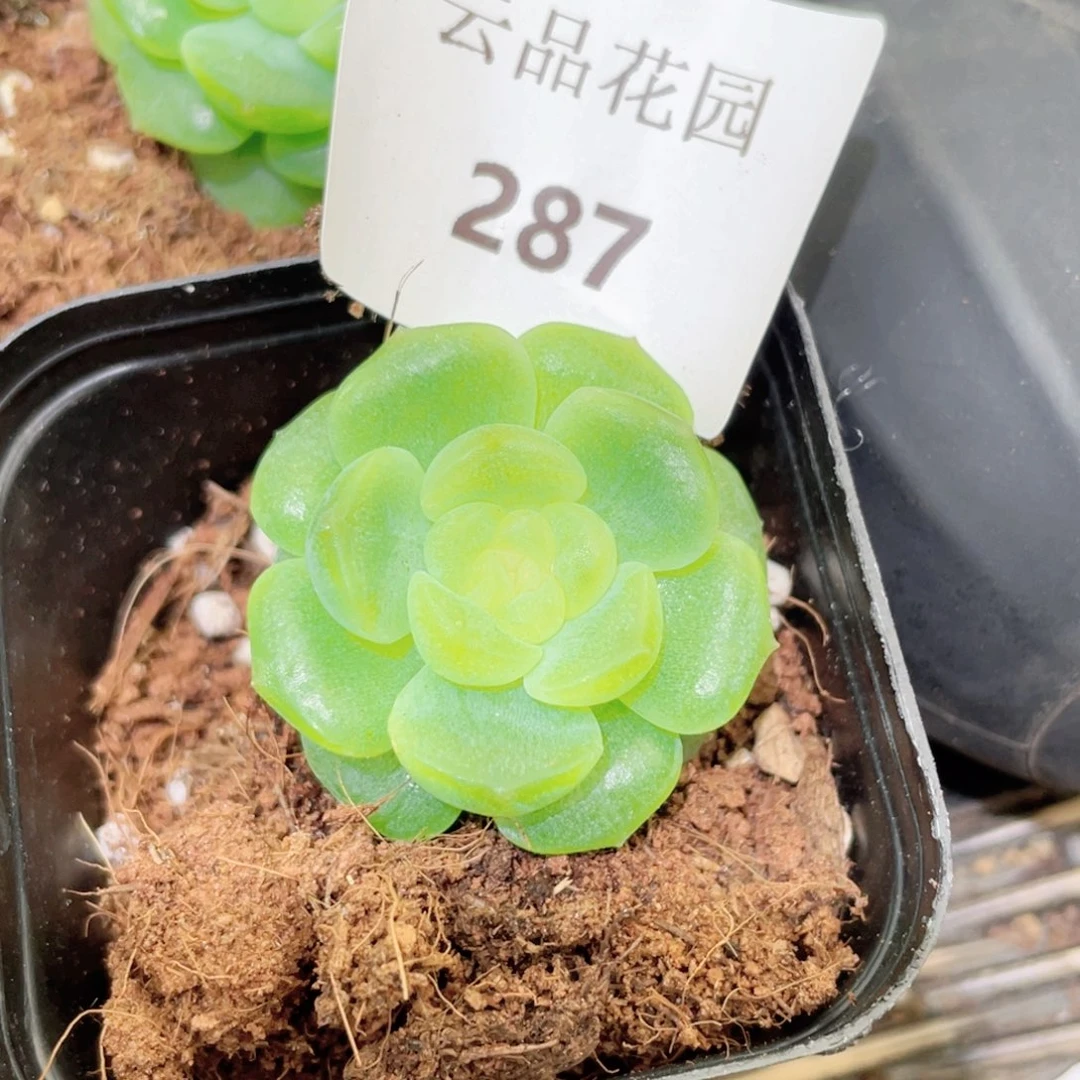 287号糖心冰心珍妮 无尽灯