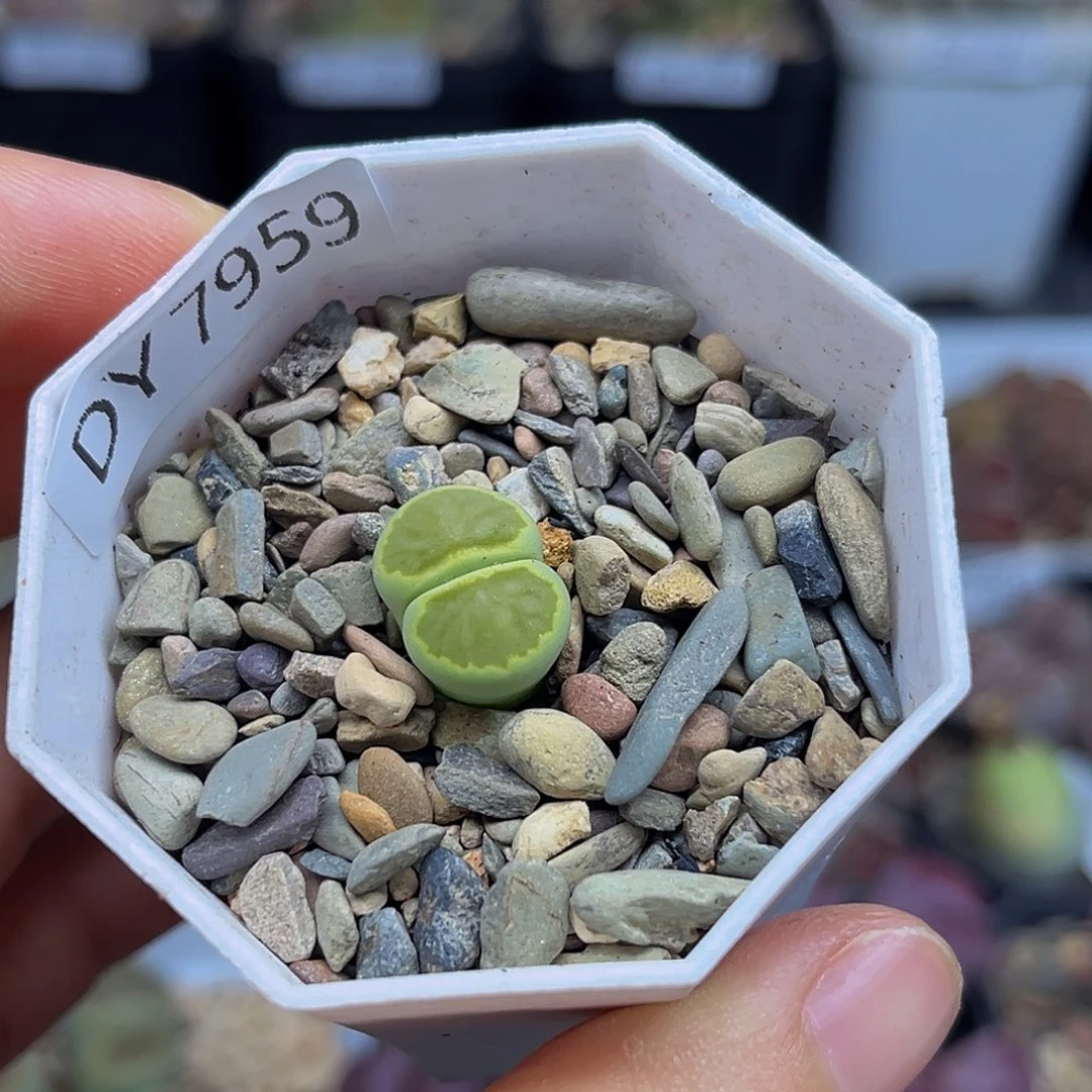 一物一拍绿菊7959