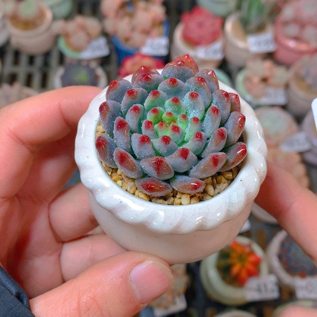 肉萌萌精控多肉 5cm盆量拍 蓝苹果5cm瓷盆
