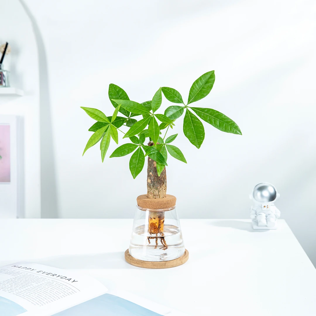 水培植物发财树小盆栽室内办公室桌面绿植招财摆件净化空气好养活