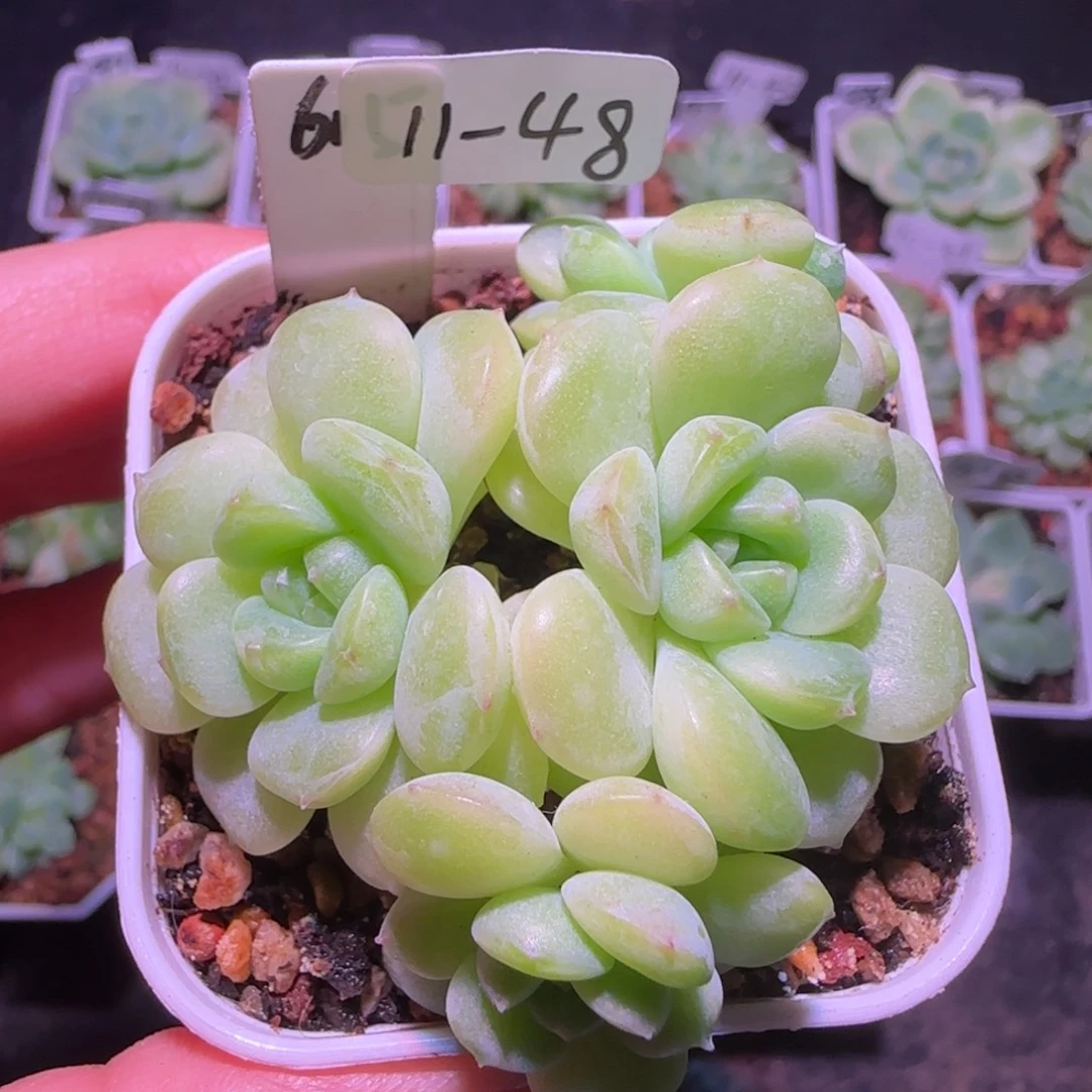 暮暮615四头群生不包整11-48