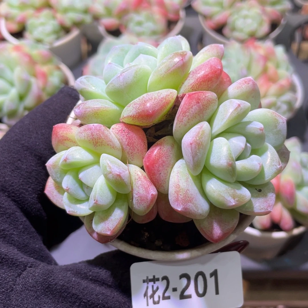 花利美2-201冰玉群