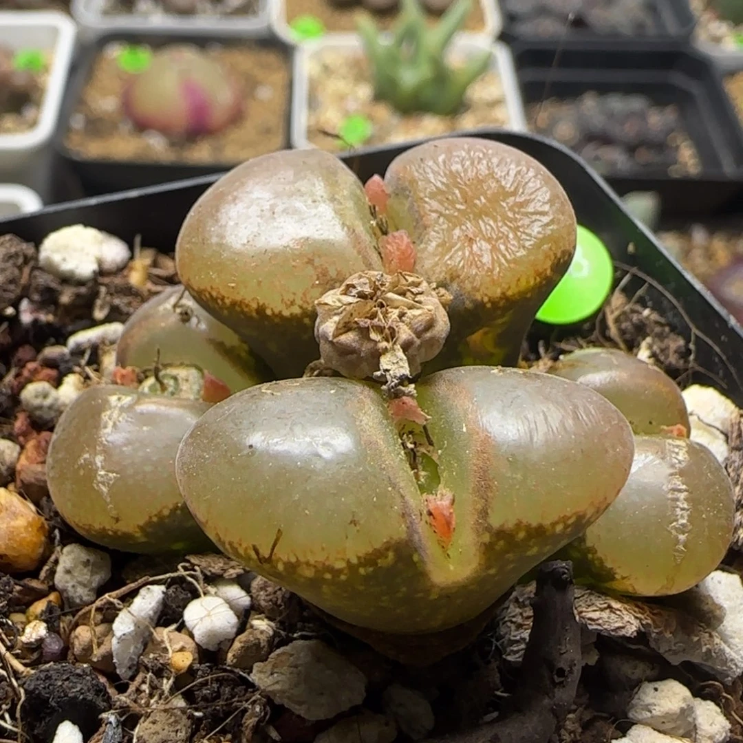 漂漂亮亮多肉植物608