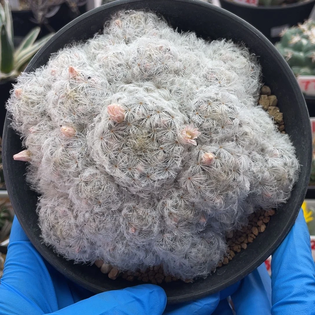 香气扑鼻实生日系高绒佛头白星粉花