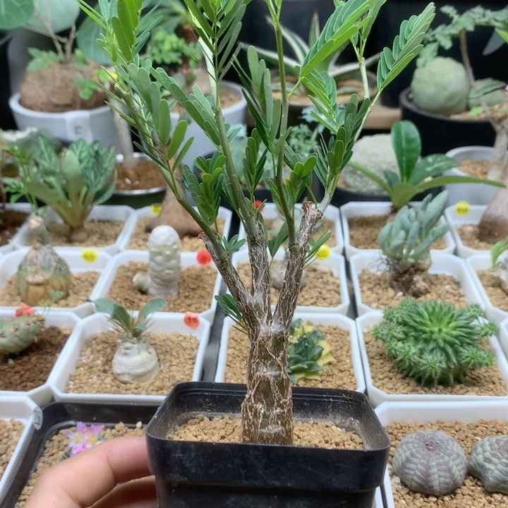 沙漠苏木实生带盆