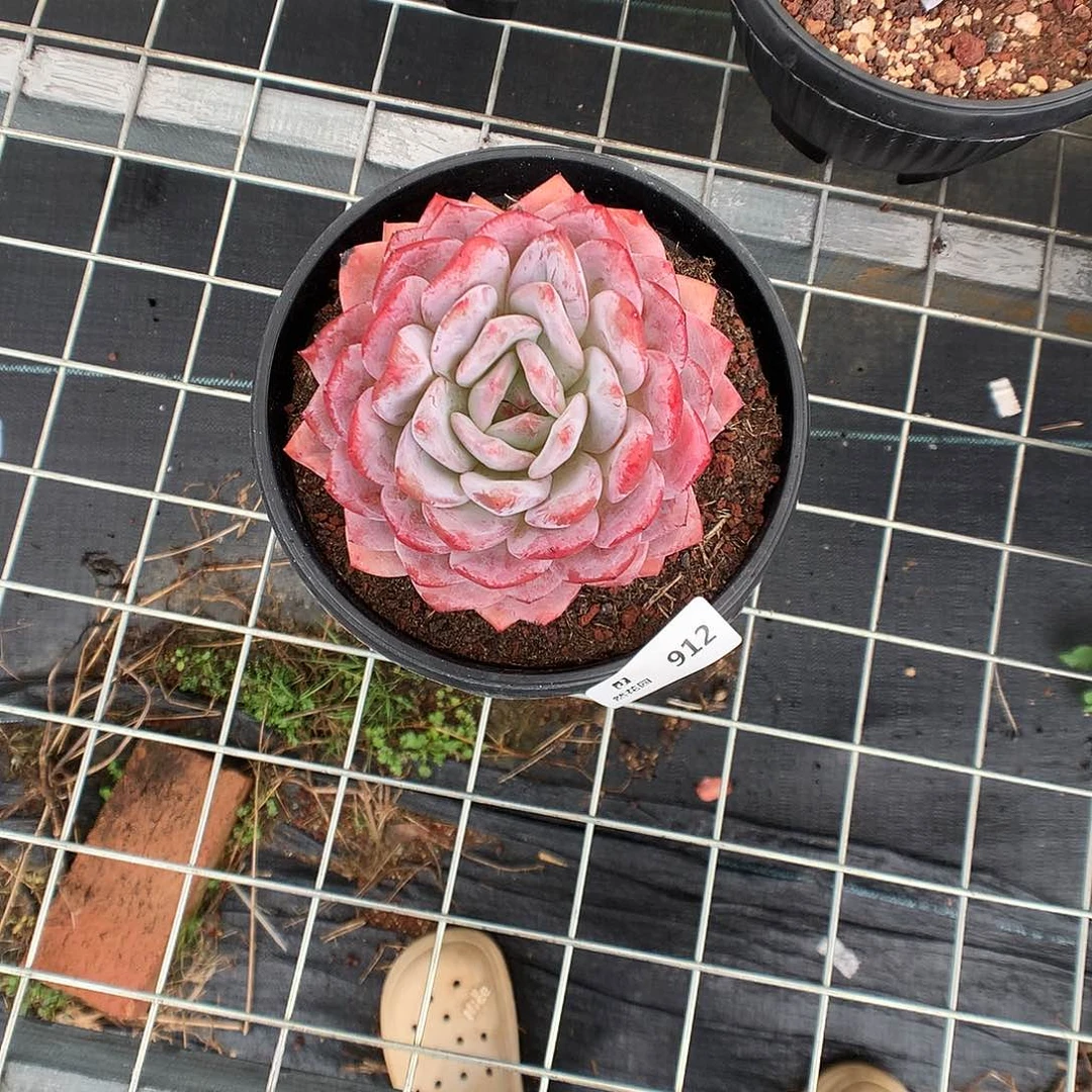 912梦露多肉植物666
