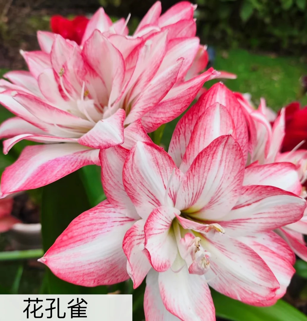 【福利款】朱顶红进口球繁殖 售后期一直到开花为止