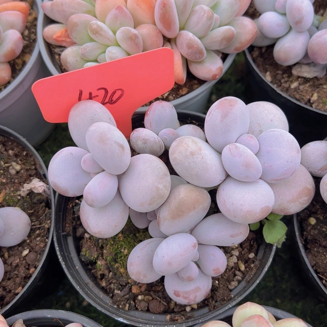 福利来啦来了打脸的时候也