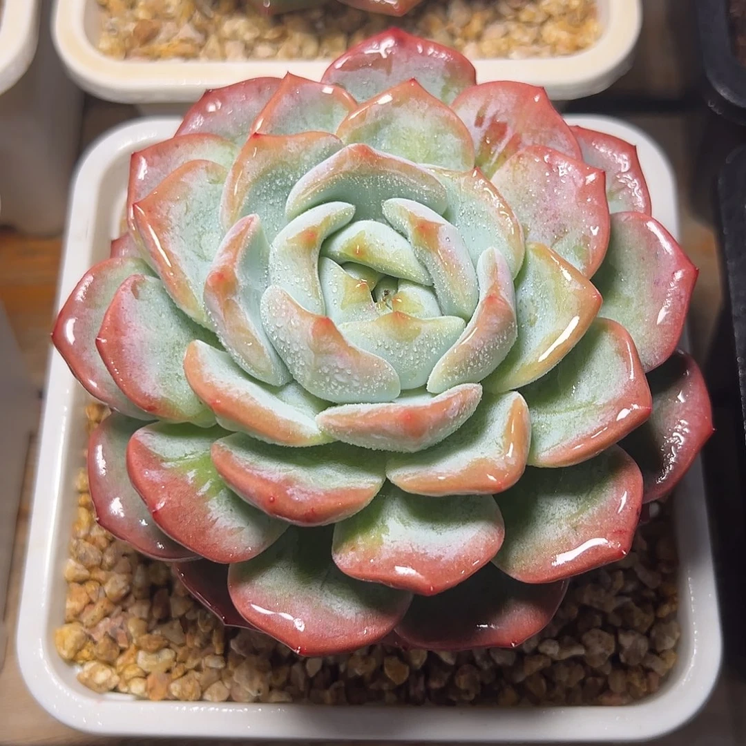 8-19-112精控白芙蓉