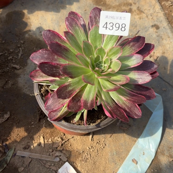 海王多肉法师4398