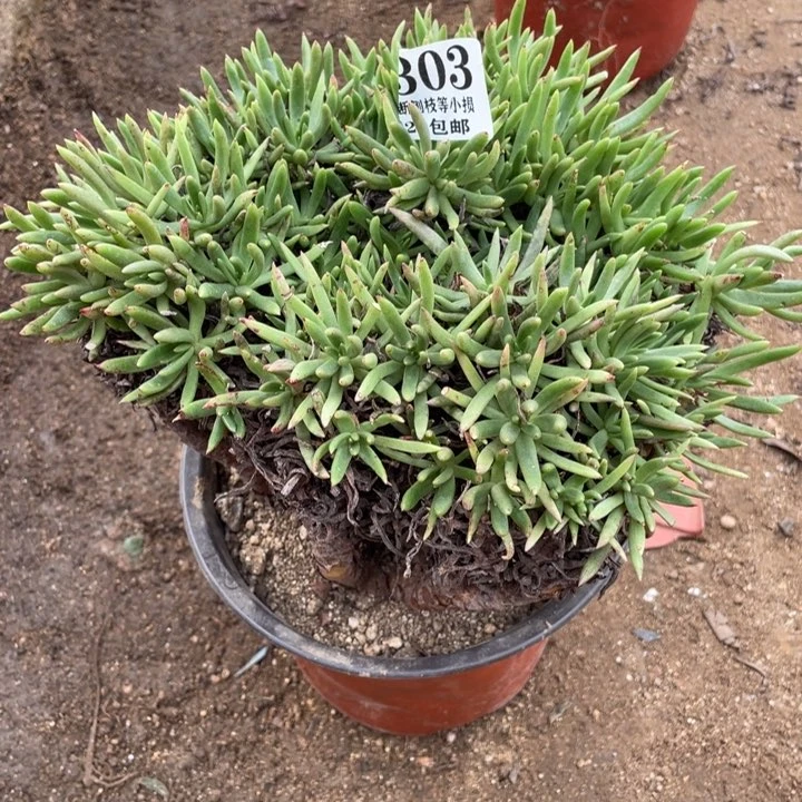 303号维思辛达多肉