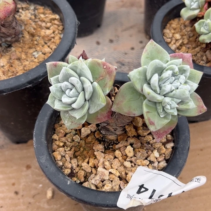 谢谢宝～一物一拍0172