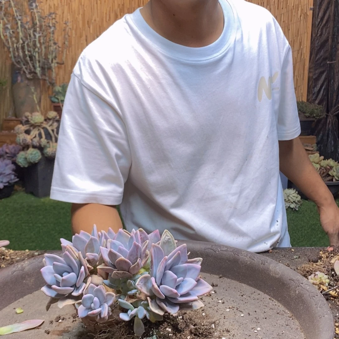 小**，39 号粉兔多肉