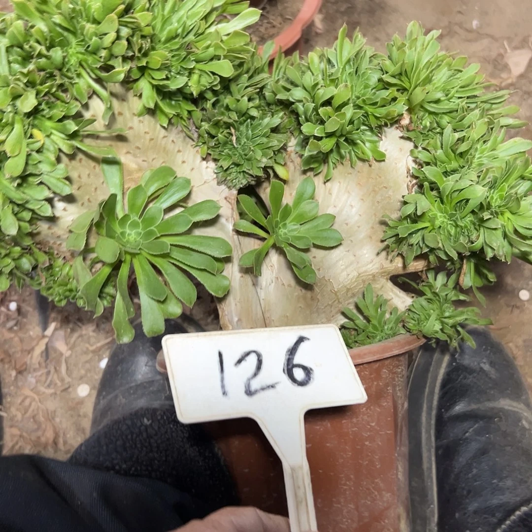 多肉植物原始绿缀花126