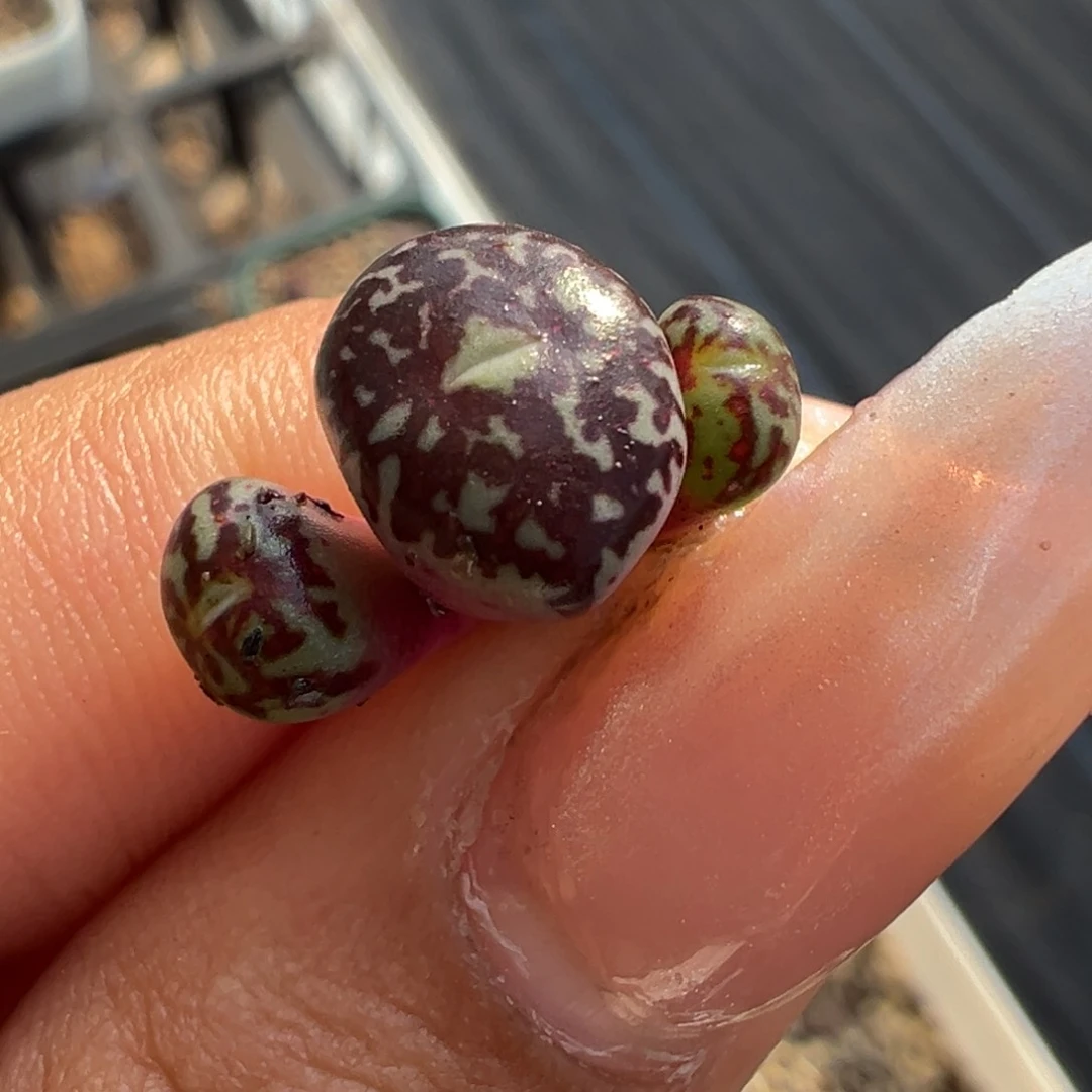 粗纹流水大嘴巴墨多肉